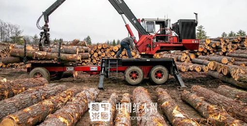 中国拒之门外的澳洲木材，竟被印度全盘接受